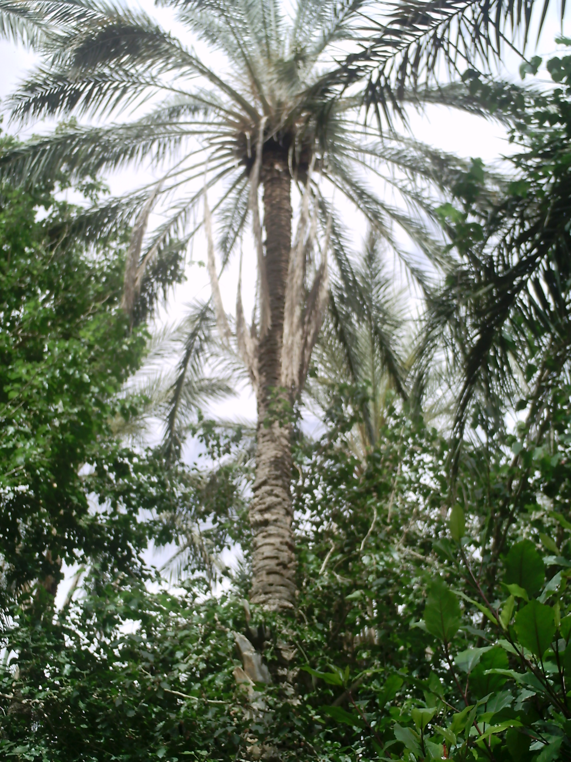 EXIF JPEG