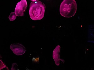 dscn0357