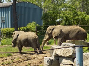 safari éléphants