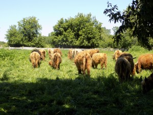 vaches highland troupeau