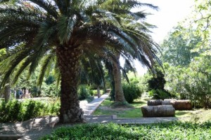 palmier jardin