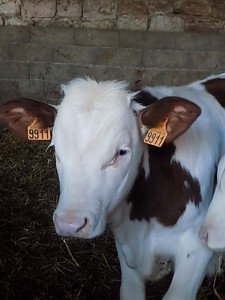 taureau