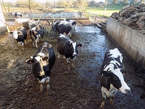 vaches