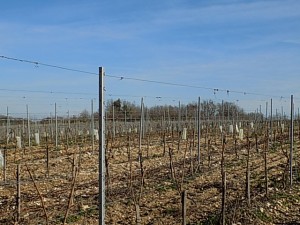 vignes