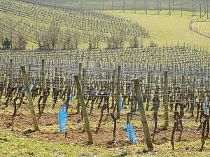 vignes cabrel