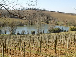 vignes et étang