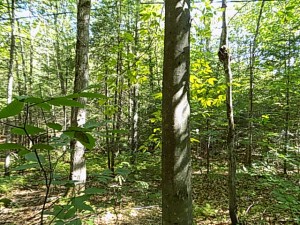 forêt