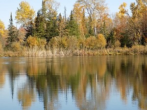 étang reflets arbres